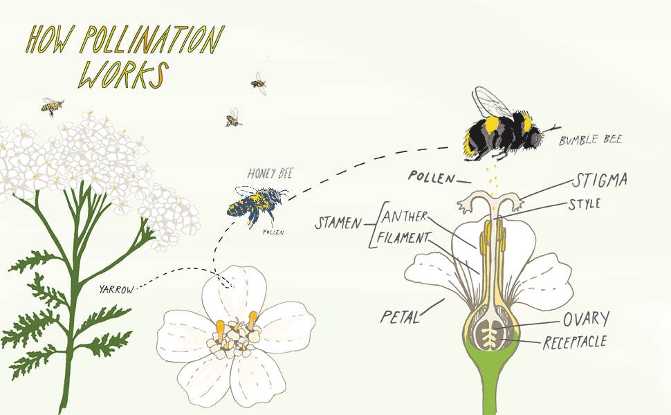 Everyday Wild - An Illustrated Guide for Mindfulness in Nature