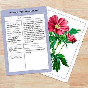 Wildflower Identification Flashcards