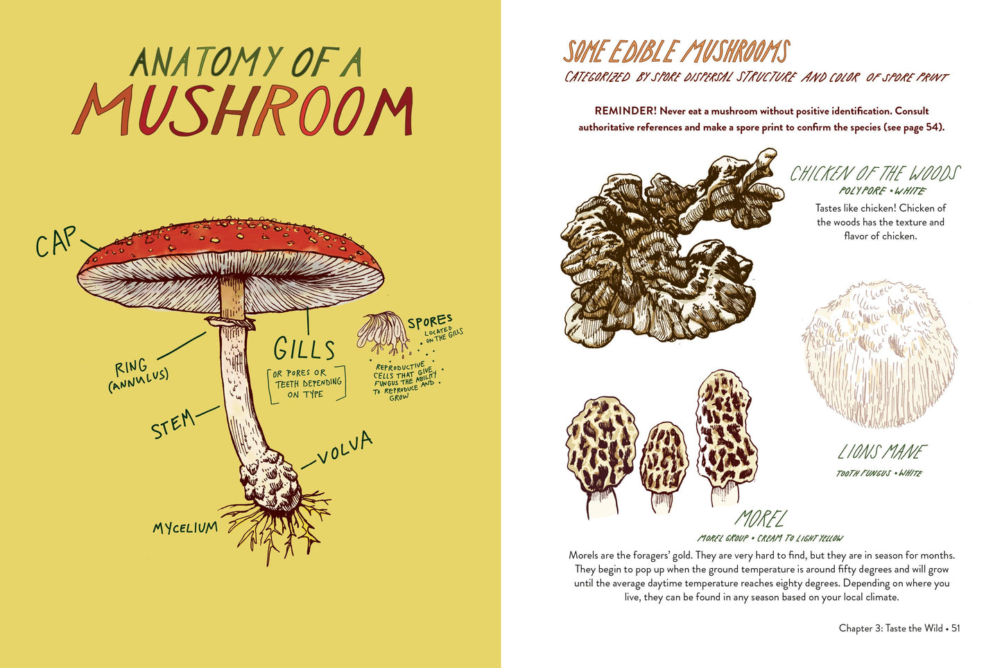 Everyday Wild - An Illustrated Guide for Mindfulness in Nature