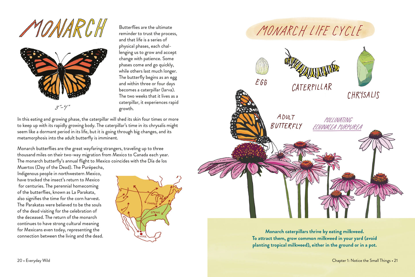 Everyday Wild - An Illustrated Guide for Mindfulness in Nature